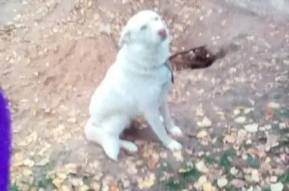 Собаки потеряшки, Писковичская волость, фото: Потеряшка собака Айза в д. Обижа, Псковская область