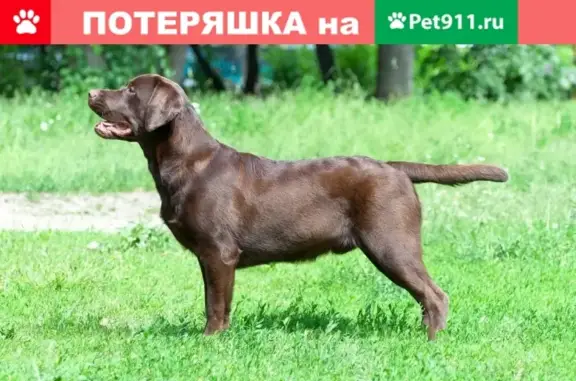 Пропала собака Буф в Атаманово, Новокузнецк