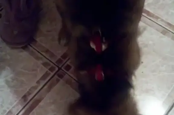 Найден щенок с красным ошейником в Кемерово