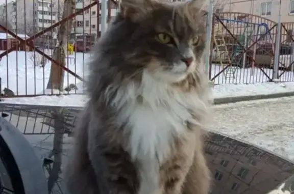 Найдена кошка в желтом ошейнике на улице Есенина
