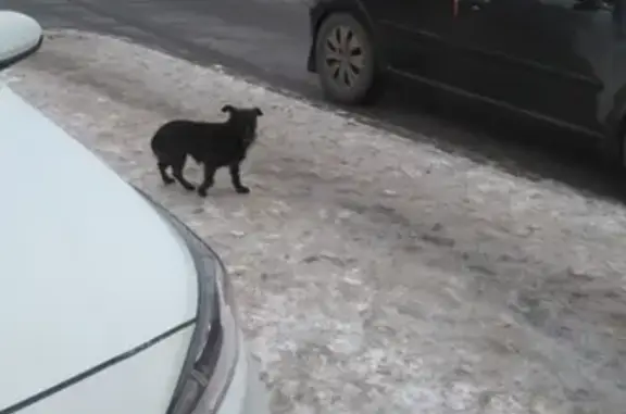 Найдена собака в Выборгском районе СПб
