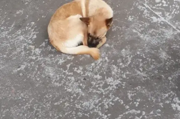 Собака на Мира, ищем хозяев в Комсомольске-на-Амуре