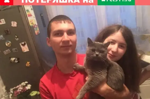 Пропала кошка на Студенческой 18 в Новокузнецке