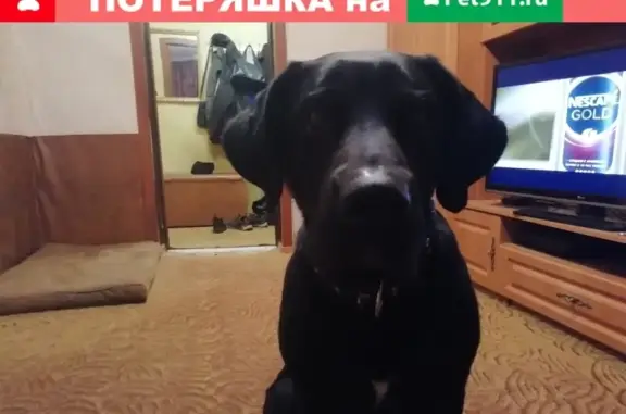 Пропала собака БЕС в Якутске