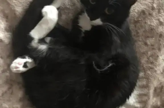 Пропала черно-белая кошка в Салехарде