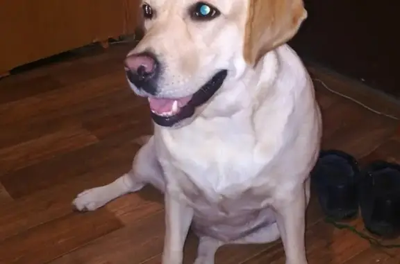 Пропала собака Альфа в Артёме, вознаграждение за находку