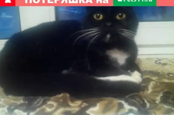 Пропал кот на ул. Губенко, Покровка