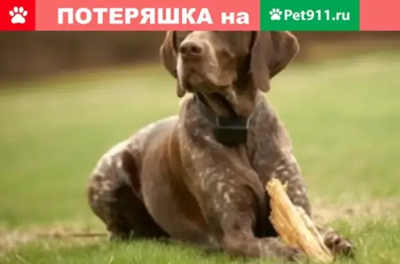 Пропала собака Арес в Киржаче
