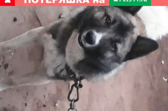 Пропала собачка в Бабаево, помогите найти