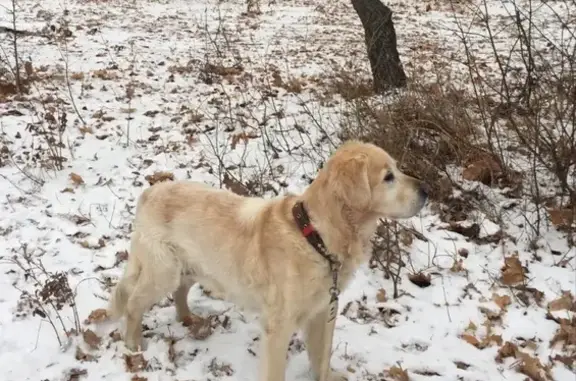 Пропала собака Лилу в Кошелев парке, Самара