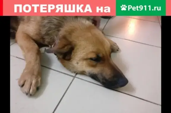 Собака с ошейником на Гареева в Казани.