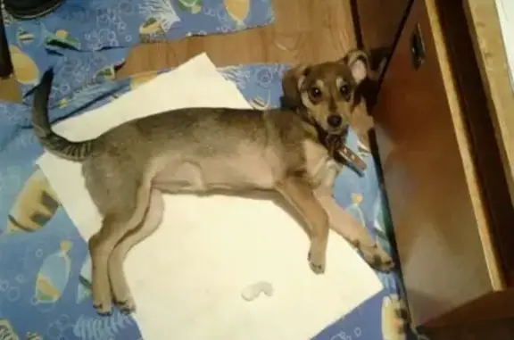 Найдена собака в Нововятске, ищем хозяев