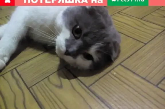 Найден вислоухий кот на ул. Тимирязева, звоните