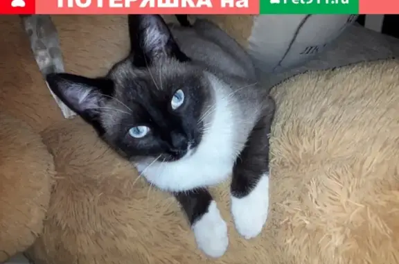 Пропал кот в Краснокамске, возможно украден