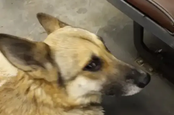 Найдена собака на электричке Москва-Дмитров