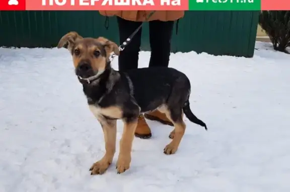 Найден щенок в Москве, ищем хозяина!
