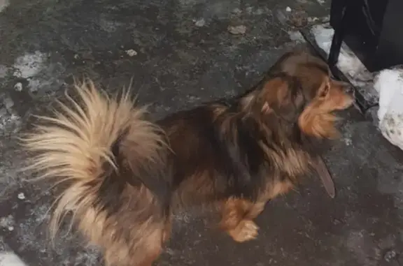 Найден домашний пёсик в Петропавловске