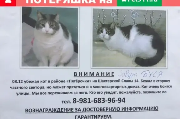 Пропала кошка в Сланцах - вознаграждение 5000 руб!