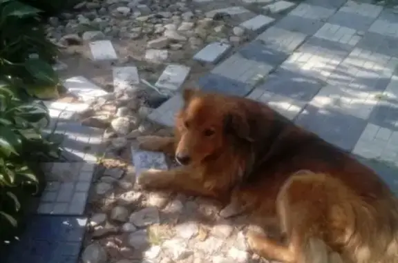 Пропала собака Тиран в Вязьме, Смоленская область