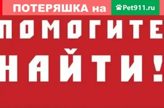 Пропала собака Няма возрастом 1 год в районе Филейки, возможно у ЦУМа