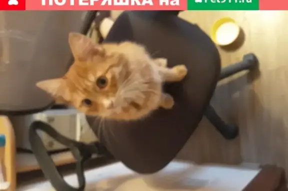 Найдена рыжая кошка у ТК Ленинградский, ищем хозяина