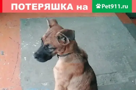 Собака потерялась на улице Энтузиастов, нужна помощь!