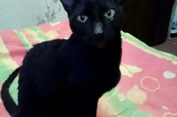 Найден черный Коршин рекс кот в Духовщине