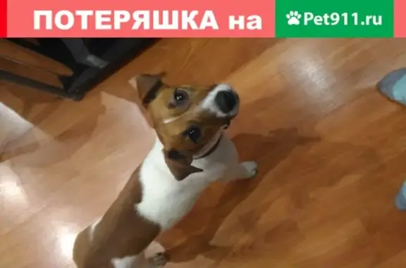 Пропала собака в Нижневартовске, помогите найти!