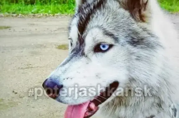 Пропала собака в п. Садовый, вознаграждение за информацию
