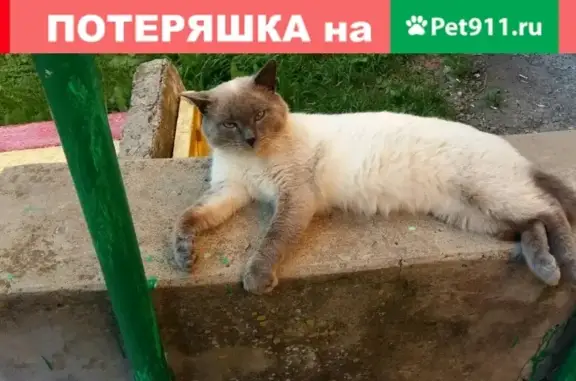 Пропал кот Степан на ул. Дзержинского