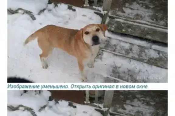 Найдена собака в Гусевке, Свердловская обл.