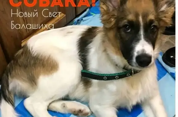 Найдена собака на улице Солнечная в Балашихе