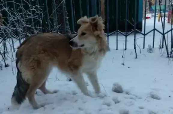 Потерянная домашняя собака в Пролетарском районе