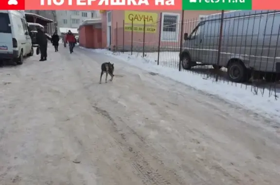 Собака бегает на авганском рынке в Коломне, нужна помощь!