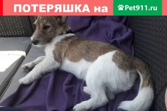 Пропала собака в Домодедово, ул. Набережная