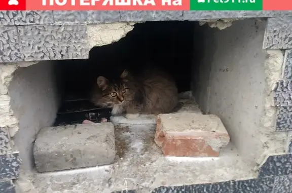 Найдена кошка в районе Уралмашевского рынка, Екатеринбург