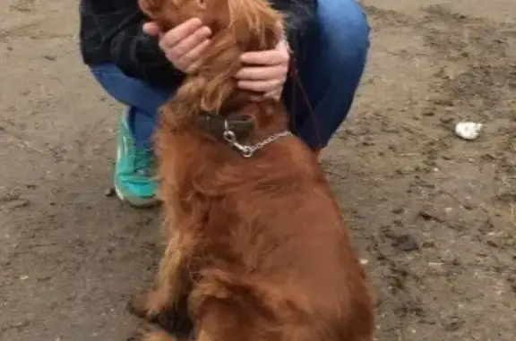 Пропала слепая собака Павлик в Иваново, район Авдотьино