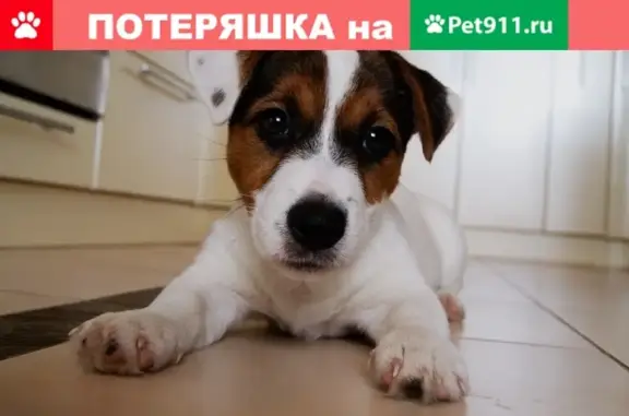 Пропала собака на Ленинградской, 81 - ищем Бублика!