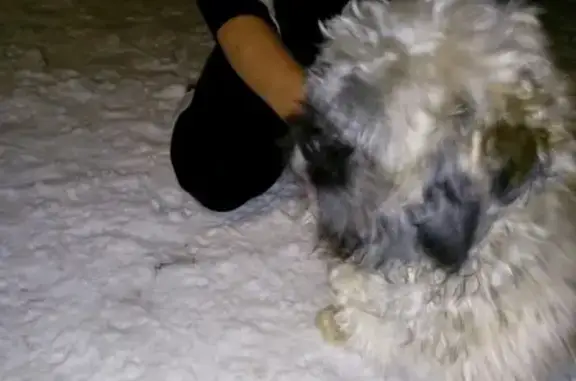 Пропала собака в Урюпинске: ищем Ши Тцу Мартина!