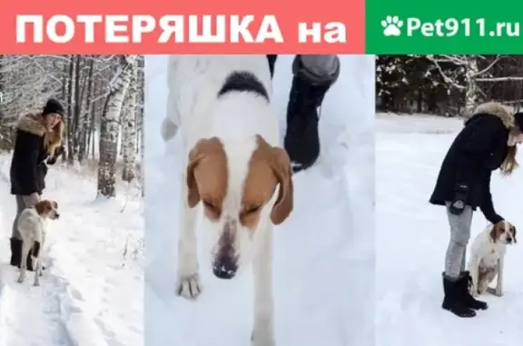Найдена собака в Нижнем Новгороде