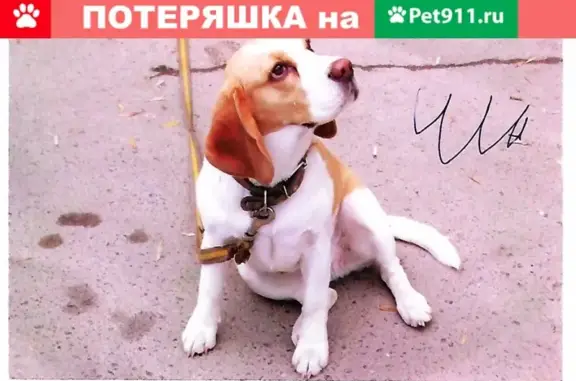 Пропала собака породы Бигль в Волгодонске