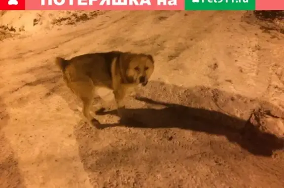 Найдены 2 собаки в Санкт-Петербурге, номер владельца внутри