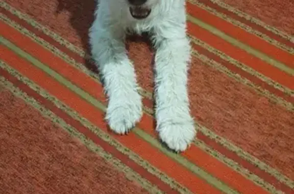 Найдена собака на Восходе в Майкопе