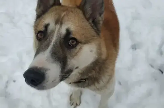 Найдена собака в Прилесье, ищем хозяев