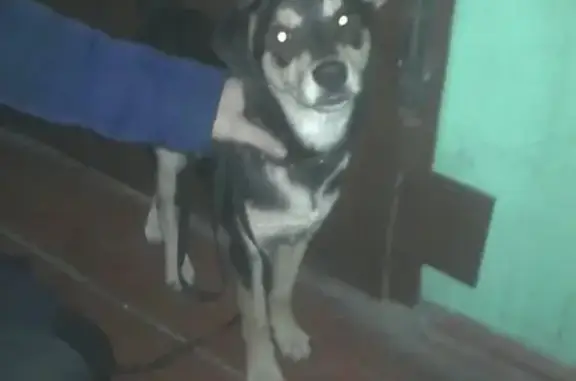 Найдена собака Анон, Осинники