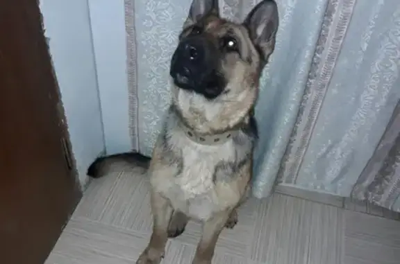 Найдена собака в Таврово-9, Белгород.