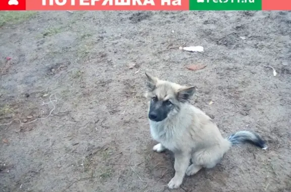 Пропала собака Виктория в Нижневартовске