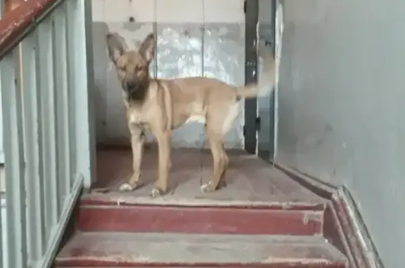 Найдена собака на Маршала Рыбалко 17 в Перми