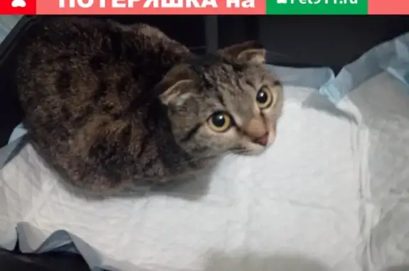 Найдена вислоухая кошка на улице Щорса 1А в Тюмени
