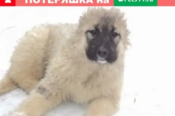 Пропала собака в Знаменске, помогите найти!